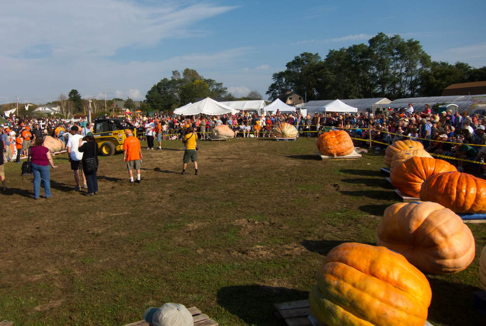 The winning pumpkin is moved to the scale as the big crowd watches.
